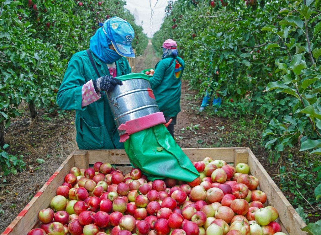 Workers harvest apples in an orchard in Fès, Morocco, showcasing traditional agriculture.
